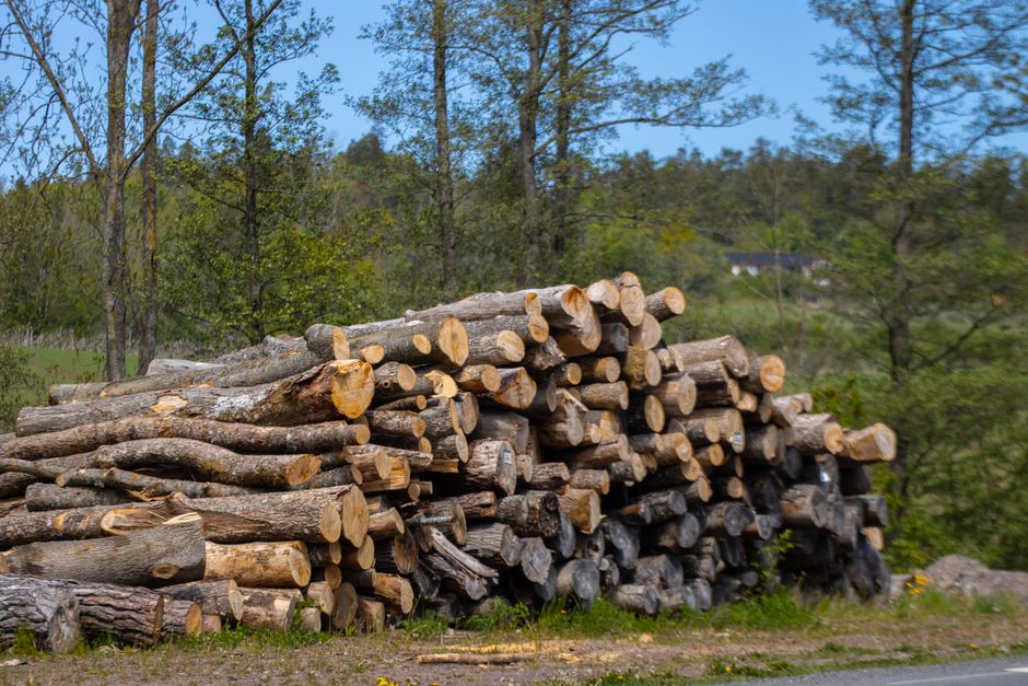 Neatly stacked logs in a forest clearing near Jönköping, Sweden.