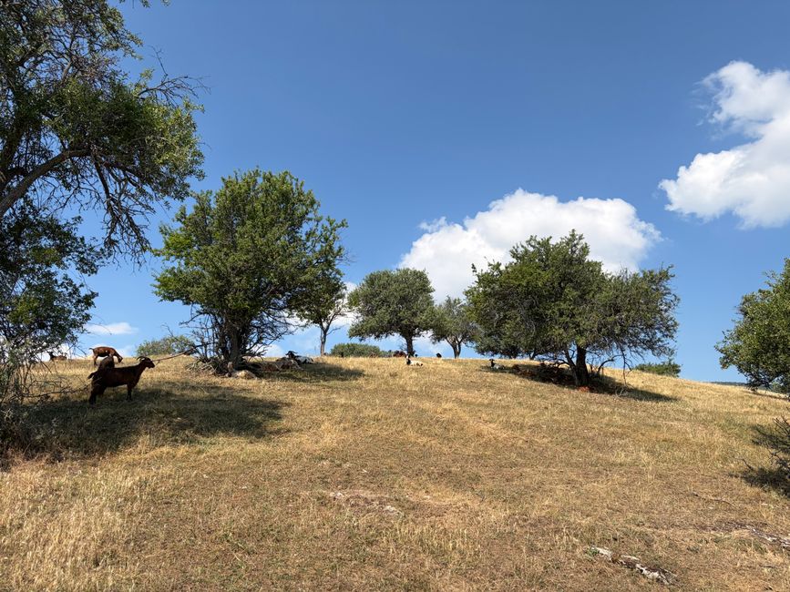 Pastoral scene with goats grazing under trees on a sunny hillside in Greece.