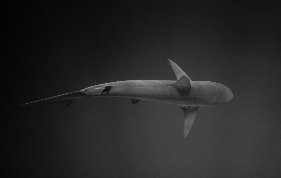 Top view black and white wild shark swimming in dark sea in natural environment