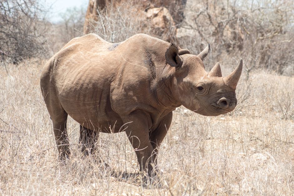 Black rhinoceros standing in a dry savanna, highlighting its majestic presence and endangered status.