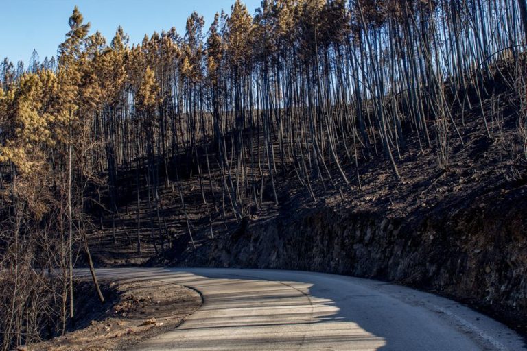 Winding road through a forest landscape after a wildfire, showing burnt trees and a clear sky.