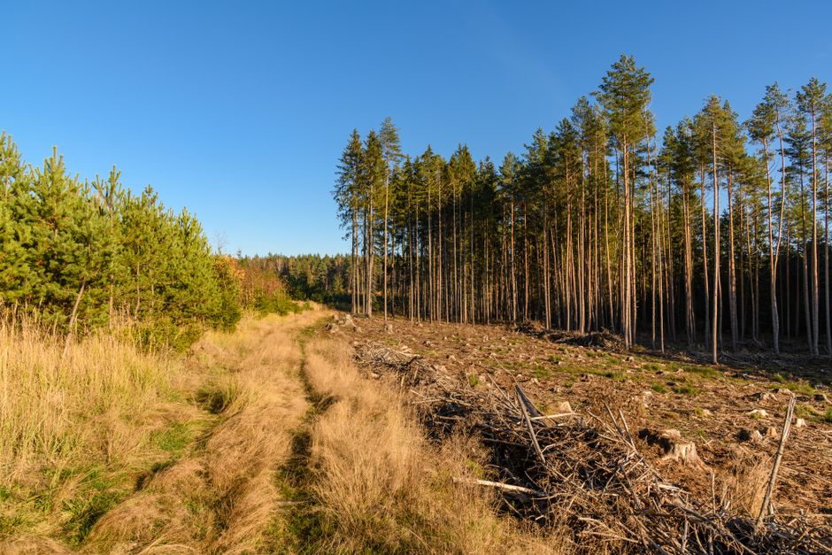 A forest edge with tall trees and a clearcut area under a bright sky.
