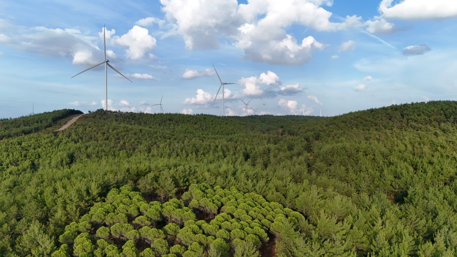 Aerial view of wind turbines amidst a vast green forest in Salihler, Çanakkale.