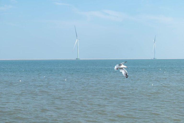 Seagulls fly above the ocean near wind turbines under a clear blue sky, capturing serene coastal energy.