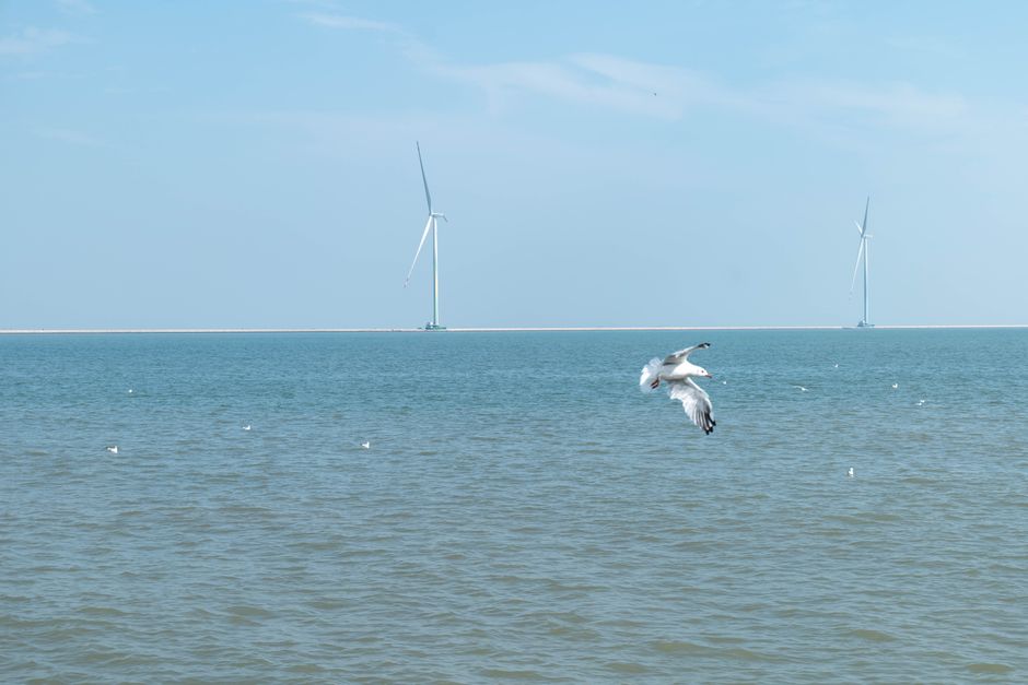 Seagulls fly above the ocean near wind turbines under a clear blue sky, capturing serene coastal energy.