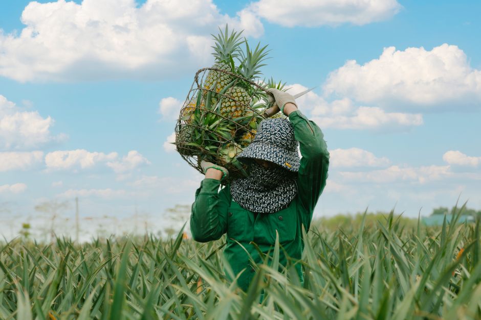 A farmer collects ripe pineapples under a clear sky in a lush field, showcasing agricultural harvest