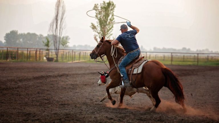 A cowboy skillfully ropes a calf while riding a horse in a rural setting in Corvallis, Montana.