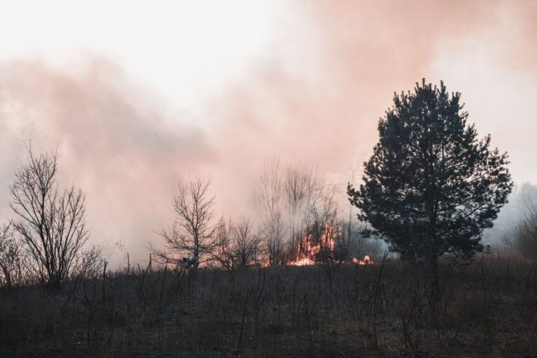 Smoke and flames engulf the forest in Kyiv Oblast, highlighting the threat of wildfires.