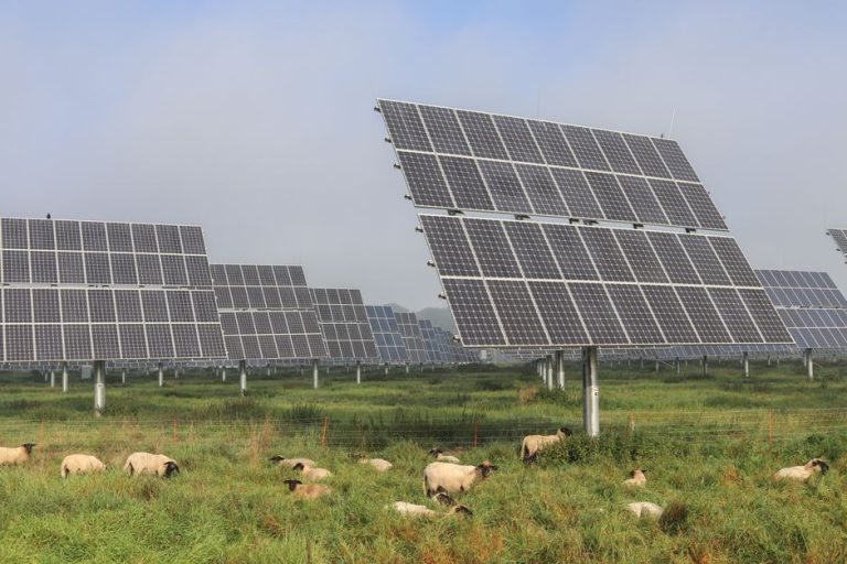 Sheep grazing under solar panels in a renewable energy farm in Germany.