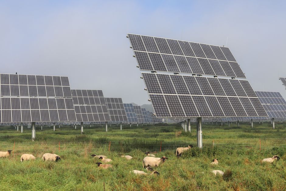 Sheep grazing under solar panels in a renewable energy farm in Germany.