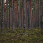 Lush, tranquil pine forest with towering evergreen trees and dense greenery, perfect for nature enthusiasts.