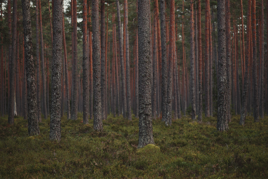 Lush, tranquil pine forest with towering evergreen trees and dense greenery, perfect for nature enthusiasts.